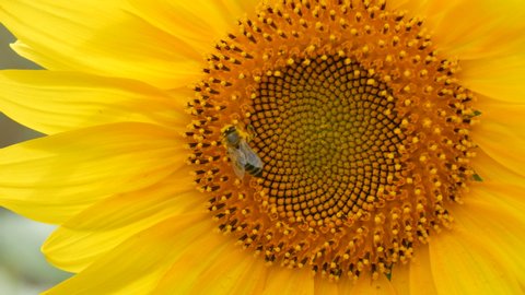 A bee crawls and pollinates a sunflower on a hot summer day in the field.