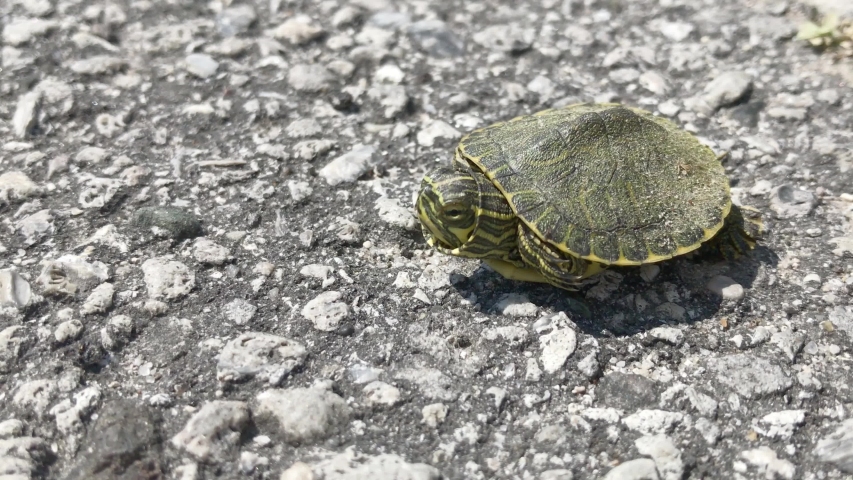 Head of the Painted Turtle - Chrysemys picta image - Free stock photo ...