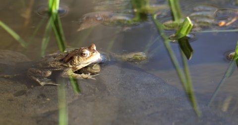Common toad or European-toad, Bufo bufo in natural environment, floating on spring pond, showing his orange eyes - Czech Republic, Europe wildlife