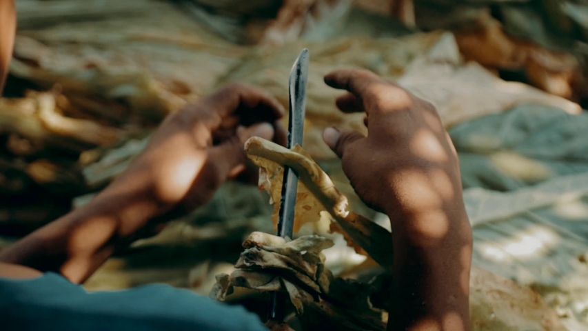 Production of tobacco variety "virginia" in the traditional way in mexico.