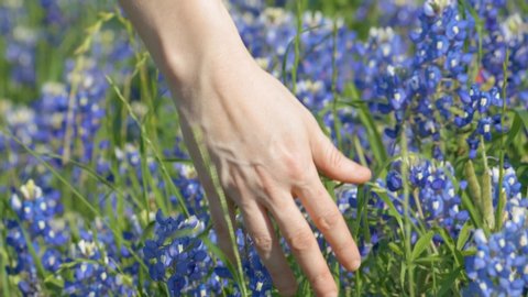 Female Caucasian hand Running Across Blue Bonnets, Sunny, Breezy Day, Ennis, TX