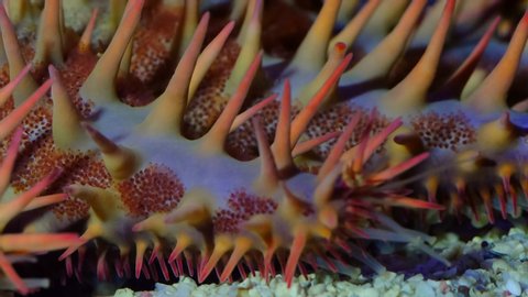 Starfish macro video closeup underwater