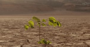 Close up shot of water drops falling on tiny plant in desert. Little sprout growing on cracked soil in dried lake - ecological disaster, save our planet 4k footage