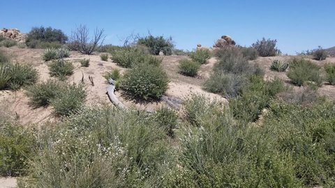 Native Plant Community, Pioneertown Mountains Preserve, Southern Mojave Desert.