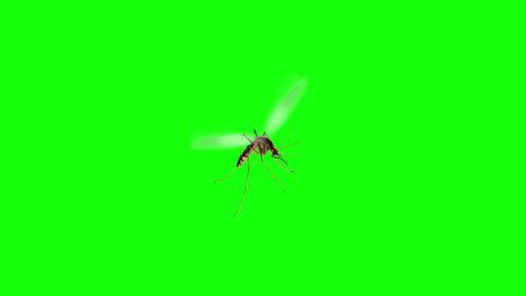 Isolated Mosquito Flying over Green Screen