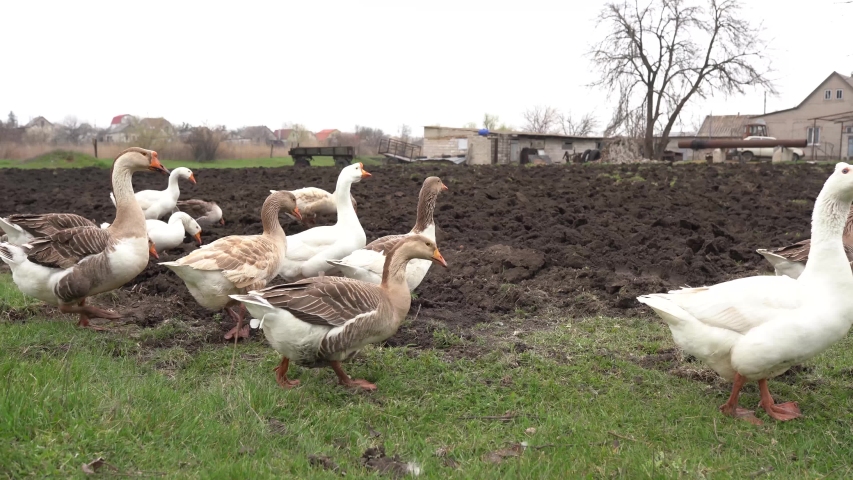 Geese in the grass. Domestic bird. Flock of geese. White geese. | Shutterstock HD Video #1051228567