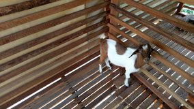Goat farm video, farm goats with weed food, Healthy goats are happy to eat outdoor food at farm.