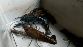 Footage of Cray fish or freshwater lobster in plastic box. 4k video