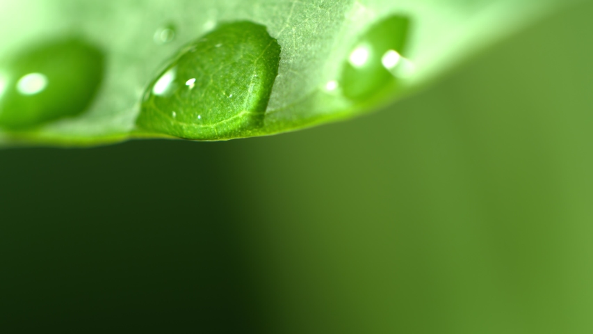 Super Slow Motion Macro Shot of Water Droplet Falling from Fresh Green Leaf at 1000fps. Royalty-Free Stock Footage #1051231252