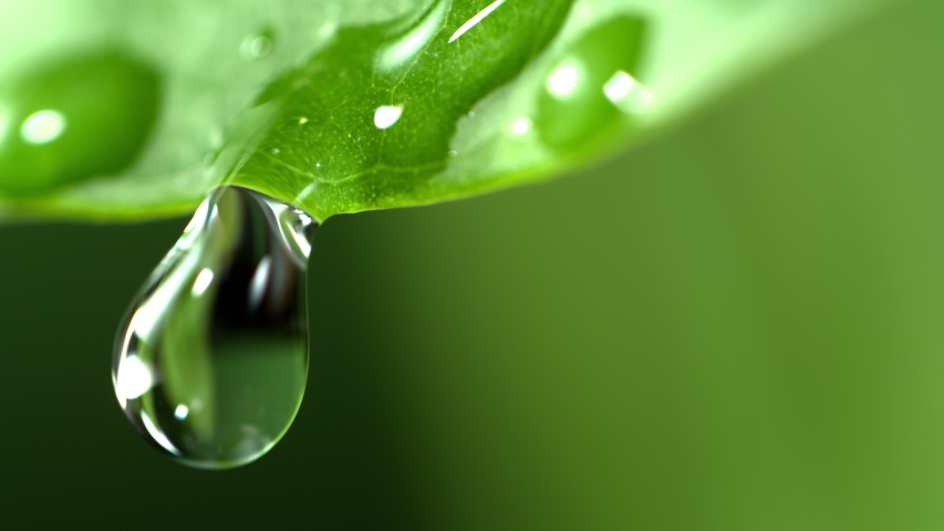 Super Slow Motion Macro Shot of Water Droplet Falling from Fresh Green Leaf at 1000fps. | Shutterstock HD Video #1051231252