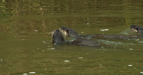 Eurasian otters (Lutra lutra) swimming in river, Blandford Forum, Dorset, UK