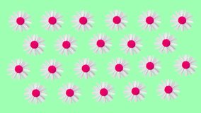 Funny bright color green clip with moving and rotating daisy camomile flowers.  Light green background. Copy space.
