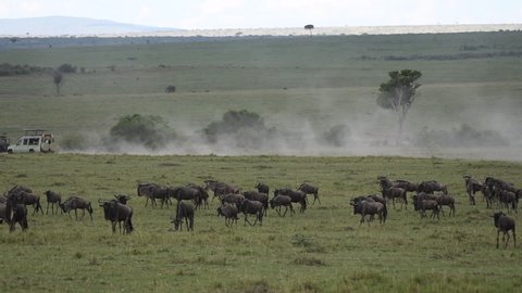 Wildebeest herd walking and grazing inside Masai Mara National Reserve during a wildlife safari