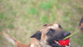 The Dog Plays With His Man Who Gives Her A Toy. Belgian Shepherd Does Not Let Go A Red Ball. Dog Training Concept Video
