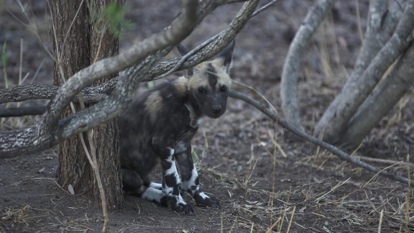A wild dog puppy sitting by a tree