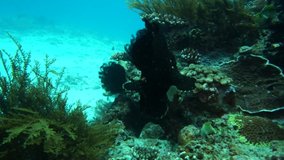 Black frog fish swims between corals