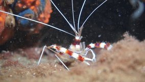 The Boxer shrimp catches plankton