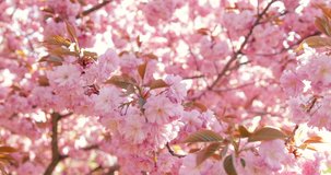Pink sakura flower, Cherry blossom, Himalayan cherry blossom swaying in wind close up nature outdoor background in Thailand.