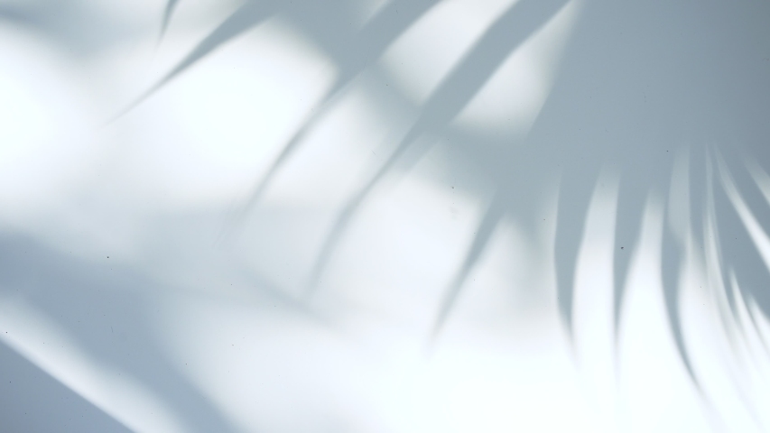Shadow of plam leave on white background