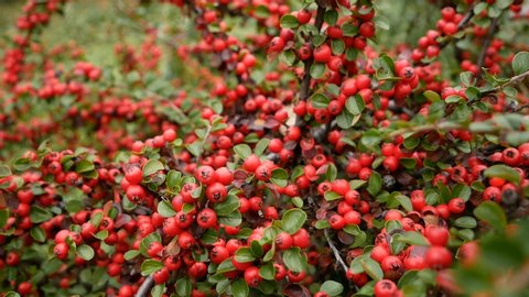 bush with red berries close up
