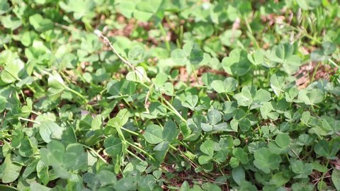 The greenish appearance of clover.