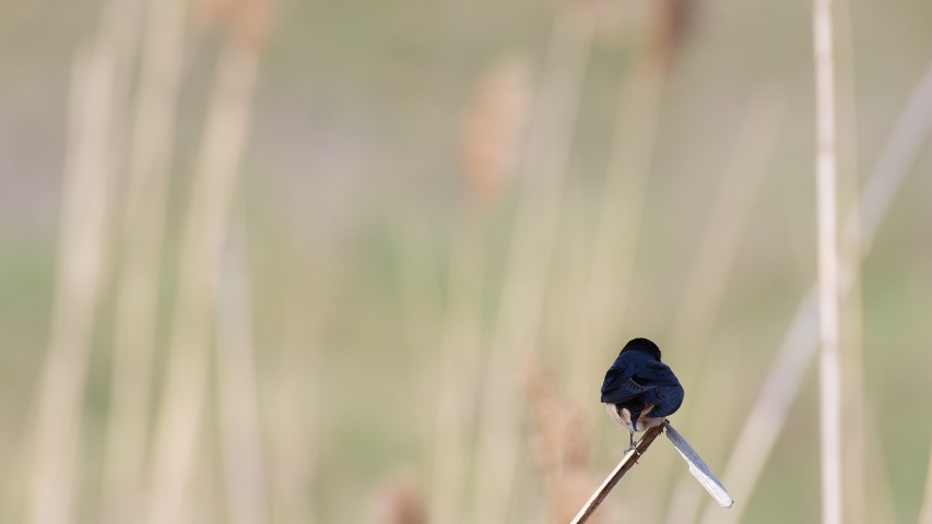 Barn Swallow on a Reed, Hirundo rustica