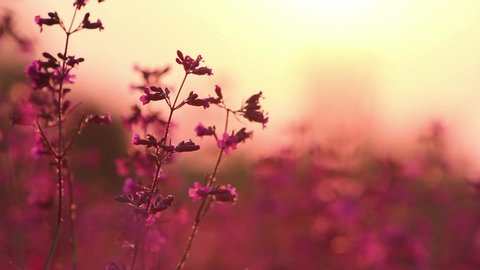 Closeup Panoramic Scene Of Blooming Stock Footage Video 100 Royalty Free 13993997 Shutterstock