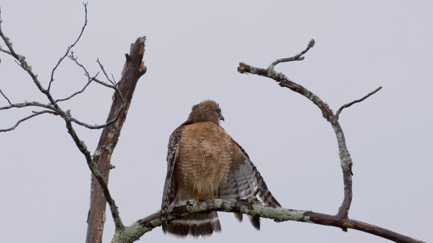 Red Shouldered Hawk Sitting In A Tree Image - Free Stock Photo - Public 