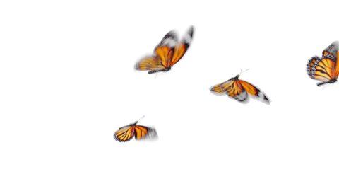 Group of Beautiful Orange Colored Butterflies Monarch (Danaus Plexippus) Flying on White and Green Backgrounds Close-up. Seamless 3d Animation with Green Screen Alpha Channel. 4k UHD 3840x2160.
