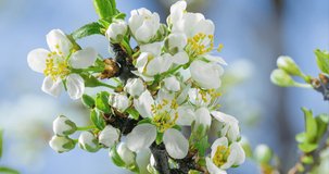Spring flowers. Plum flowers on an plums branch blossom on a nature background. Time Lapse video.