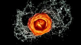 Beautiful orange rose bloom rotation with water splash. Super slow motion shot at 1000 fps - Powered by Shutterstock - Get 15% off with code: PIKWIZARD15