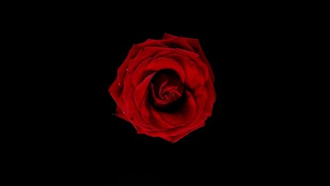 Beautiful red rose bloom rotation with water splash. Super slow motion shot at 1000 fps