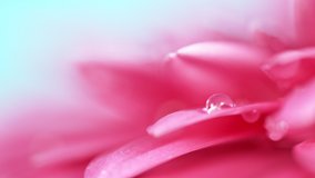 Beautiful colorful gerbera daisy with water drops falling. Super slow motion shot at 1000 fps - Powered by Shutterstock - Get 15% off with code: PIKWIZARD15