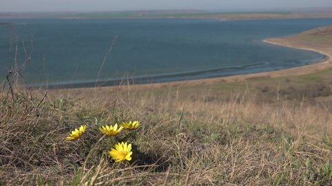 Adonis vernalis, known variously as pheasant's eye, spring pheasant's eye, yellow pheasant's eye and false hellebore, the shore of the Tiligul estuary, Ukraine