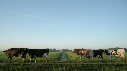 WS Herd of cows in field, Wyns, Friesland, the Netherlands