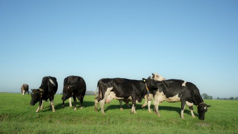 MS Herd of cows grazing in field, Wyns, Friesland, the Netherlands