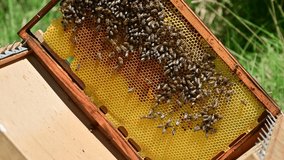 4k video of close up of the bees on honey comb in bee hive.	Bee colony