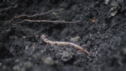 
Earthworm close-up on cool, damp earth, rings visible on the body of a worm