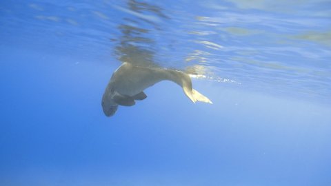 Dugong (sea cow) diving from the surface to the bottom of the sea. 4K