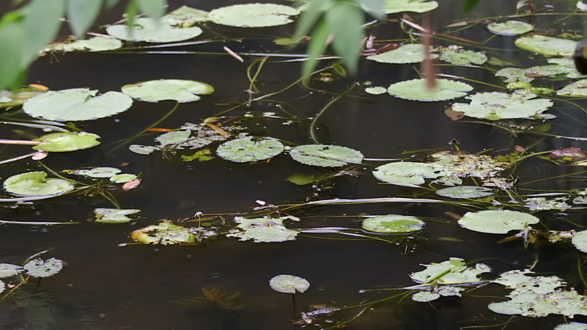 Pond Full Of Lily Pads While Raindrops Are Falling - Close Up Shot