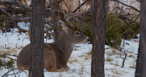 White-tailed Deer Buck Male Sitting Bedded Chewing Cud in Winter with Snow in Forest