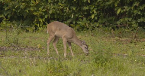 White-tailed Deer Doe Female Eating and Grazing in Jungle Clearing Opening in Central America