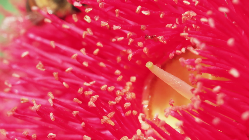 Macro of Honey bee moving to flowering gum tree in slow motion. Part of the Myrtle family. Agriculture, honey industry, climate change and natural pollinator concepts. RED Camera.