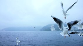 Many seagulls accompanying the ship at sea.
A flock of birds is blown by a strong wind. Close-up of the video.
