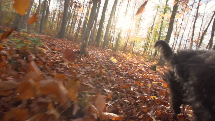 Close-up slow motion shot of black hairy dog running in forest during autumn on sunny day - Erfurt, Germany
