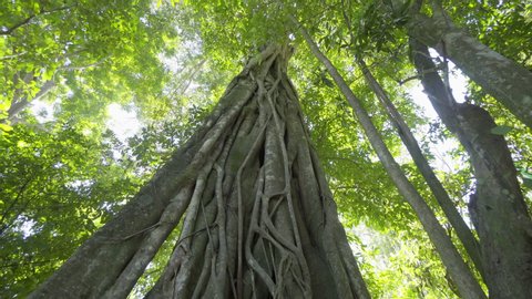 Tilt down shot of tall tree trunk in forest - Luang Phabang, Laos