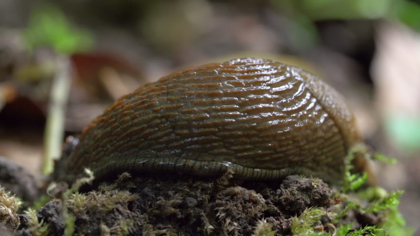 Close-up lockdown shot of slug moving on small plants in forest - Steigerwald, Germany