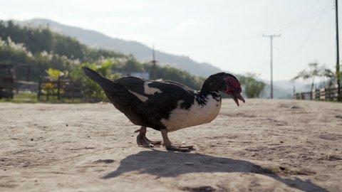 Panning shot of Muscovy duck strolling on dirt road in village during sunny day - Chiang Rai, Thailand