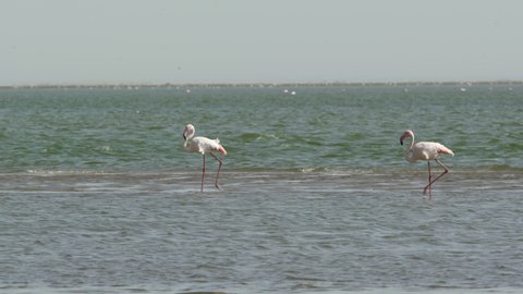 Panning shot of flamingoes and seagull in sea against sky, birds in water at beach - Swakopmund, Namibia