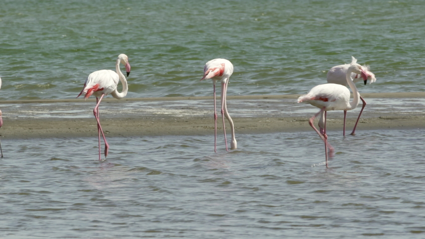 Lockdown shot of wild flamingoes foraging in sea, birds in shallow water at beach - Etosha National Park, Namibia